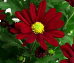 Chrysantheme 'Swifty', ca. 20-30 cm, verschiedene Farben