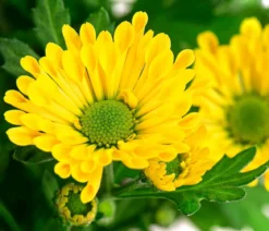 Chrysantheme 'Swifty', ca. 20-30 cm, verschiedene Farben