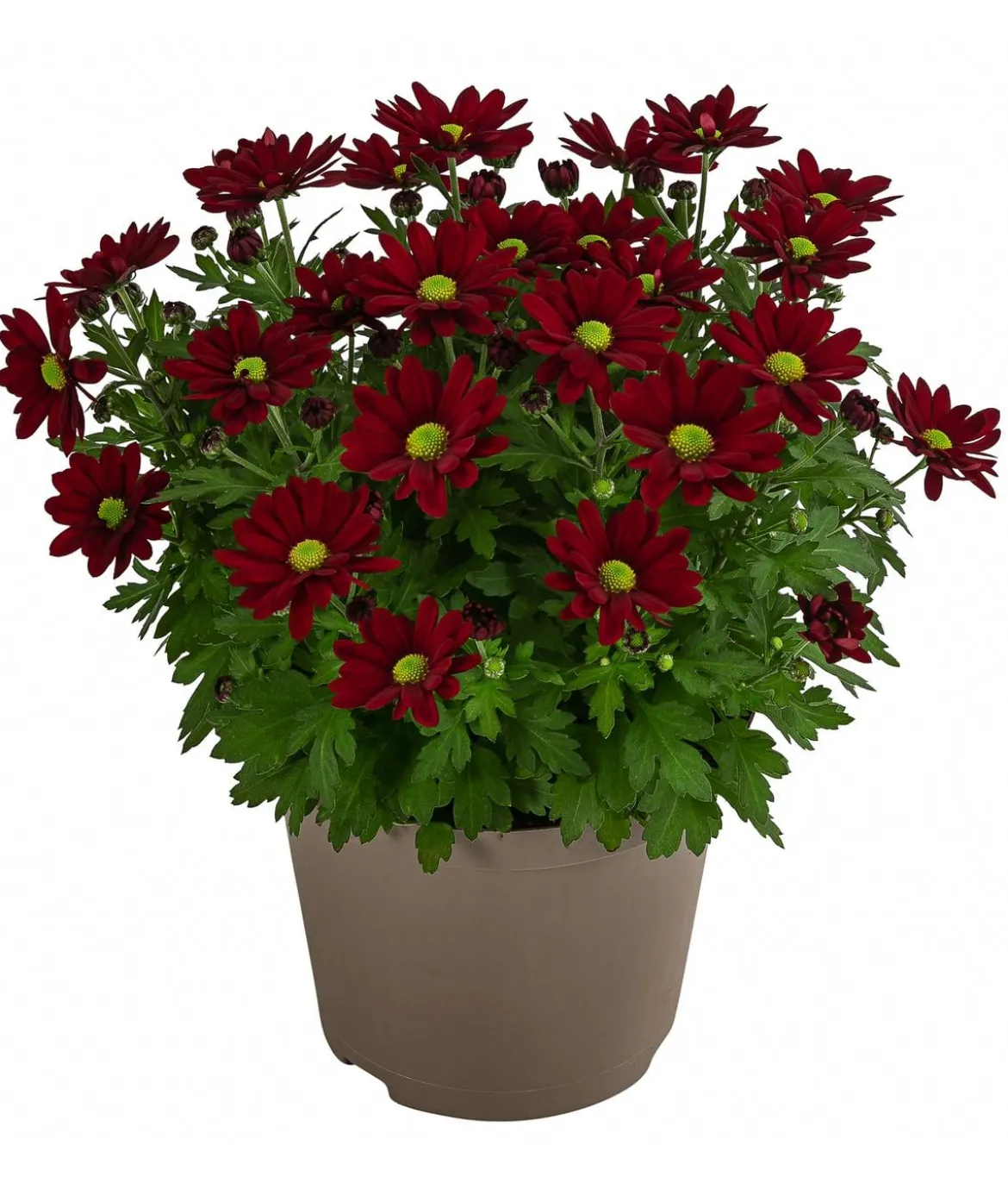 Chrysantheme 'Swifty', ca. 20-30 cm, verschiedene Farben