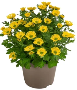 Chrysantheme 'Swifty', ca. 20-30 cm, verschiedene Farben