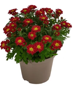 Chrysantheme 'Swifty', ca. 20-30 cm, verschiedene Farben
