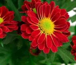 Chrysantheme 'Swifty', ca. 20-30 cm, verschiedene Farben