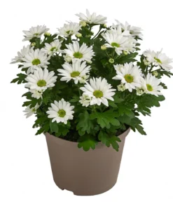 Chrysantheme 'Swifty', ca. 20-30 cm, verschiedene Farben