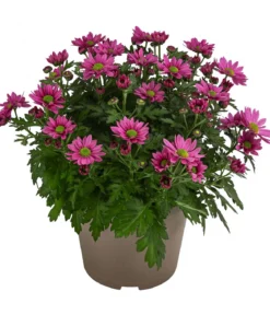 Chrysantheme 'Swifty', ca. 20-30 cm, verschiedene Farben