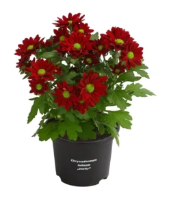 Chrysantheme 'Swifty', verschiedene Farben