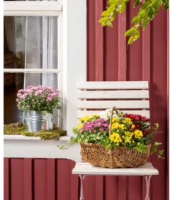 Chrysantheme 'Swifty', verschiedene Farben