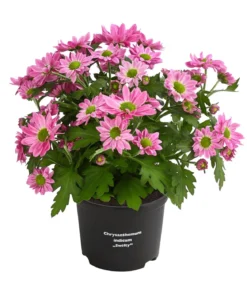 Chrysantheme 'Swifty', verschiedene Farben