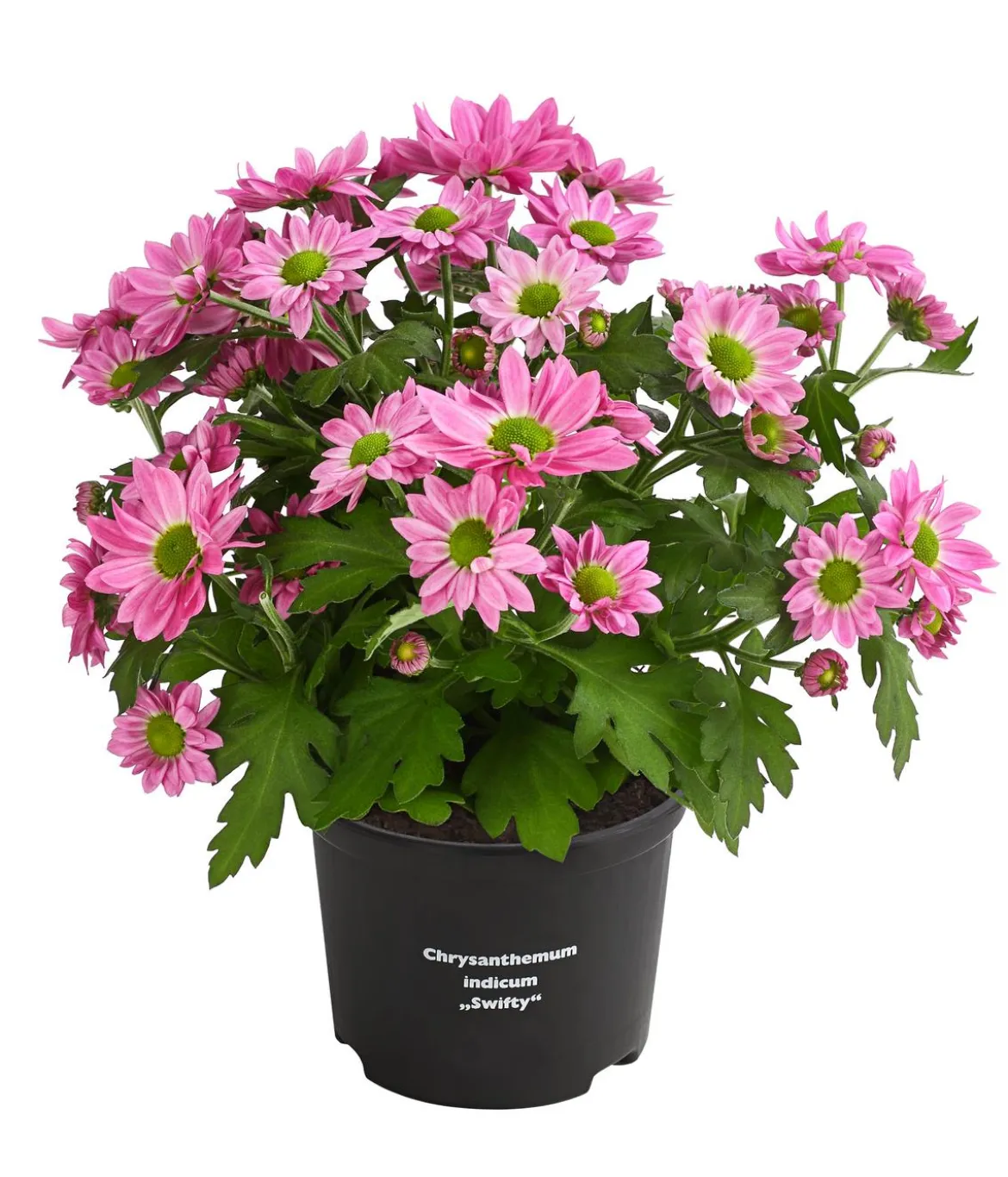 Chrysantheme 'Swifty', verschiedene Farben