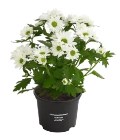 Chrysantheme 'Swifty', verschiedene Farben