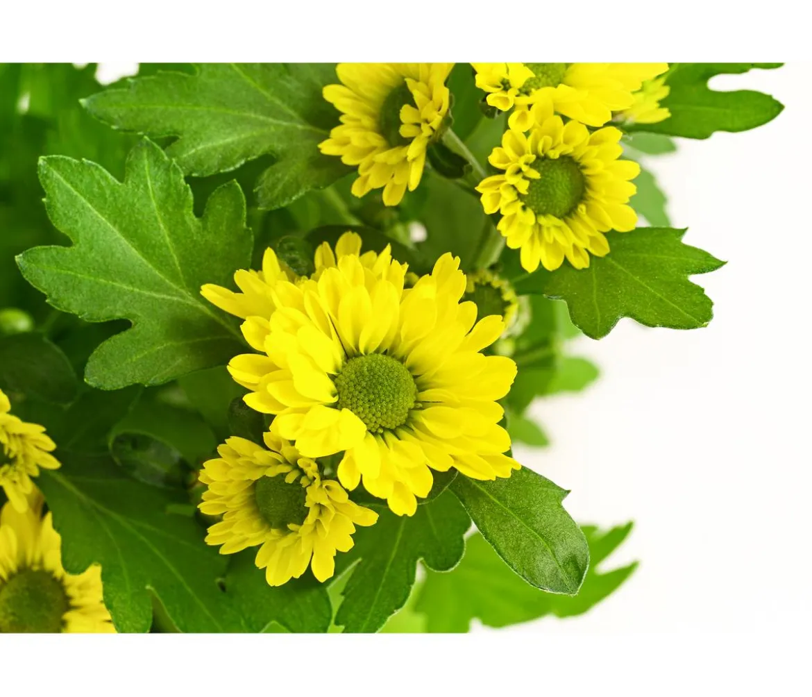 Chrysantheme 'Swifty', verschiedene Farben