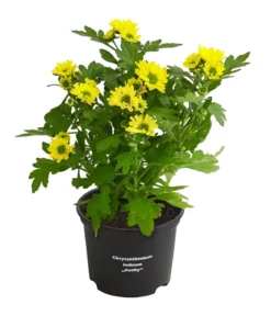 Chrysantheme 'Swifty', verschiedene Farben