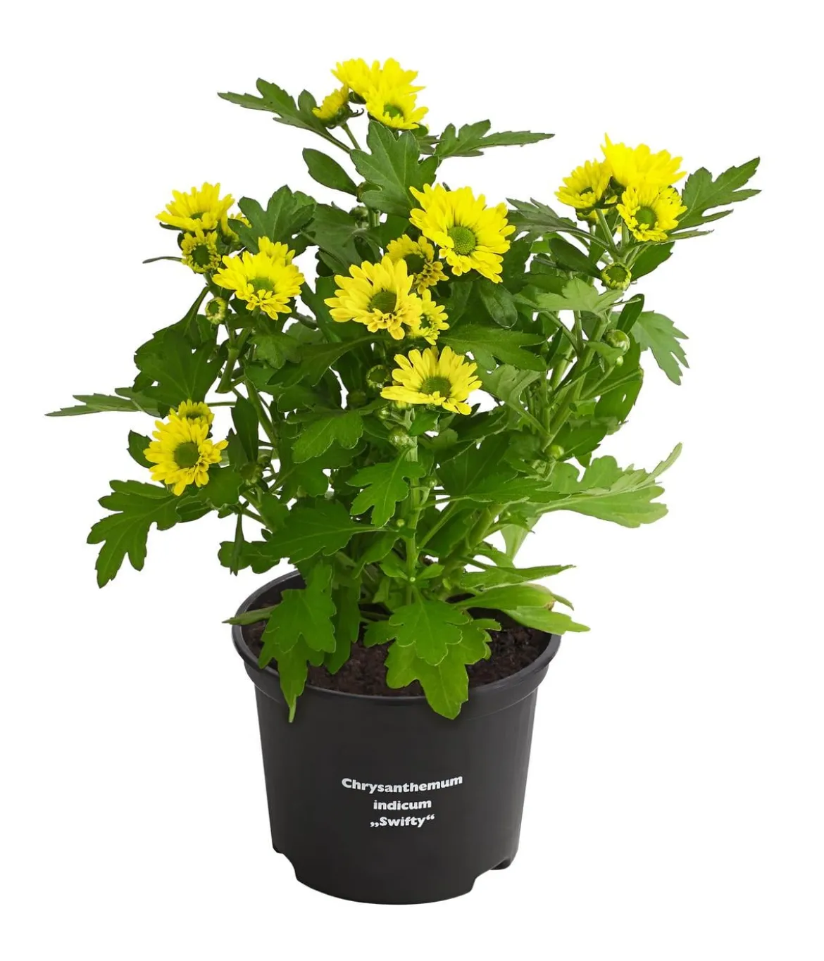 Chrysantheme 'Swifty', verschiedene Farben