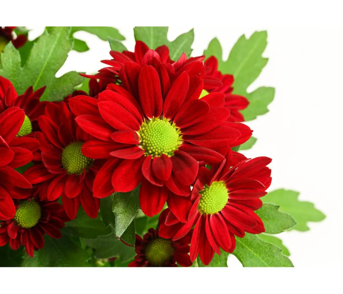 Chrysantheme 'Swifty', verschiedene Farben