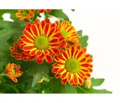 Chrysantheme 'Swifty', verschiedene Farben
