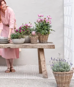Chrysantheme 'Swifty', verschiedene Farben