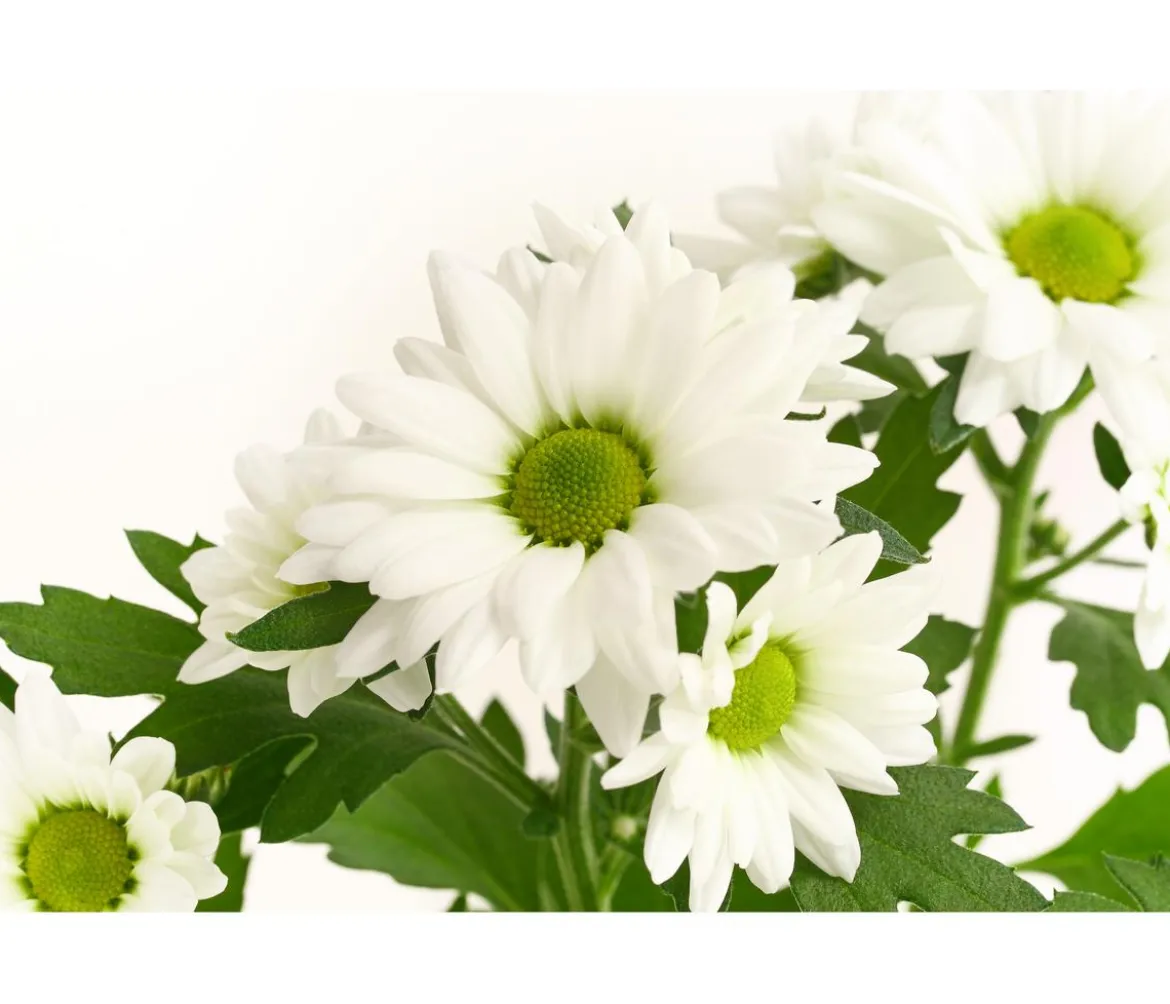 Chrysantheme 'Swifty', verschiedene Farben