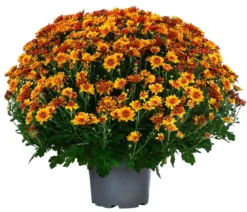 Chrysantheme 'Tocca'