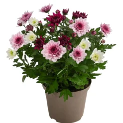 Chrysantheme 'Trio', rosa-lila-weiß