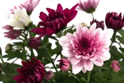 Chrysantheme 'Trio', rosa-lila-weiß