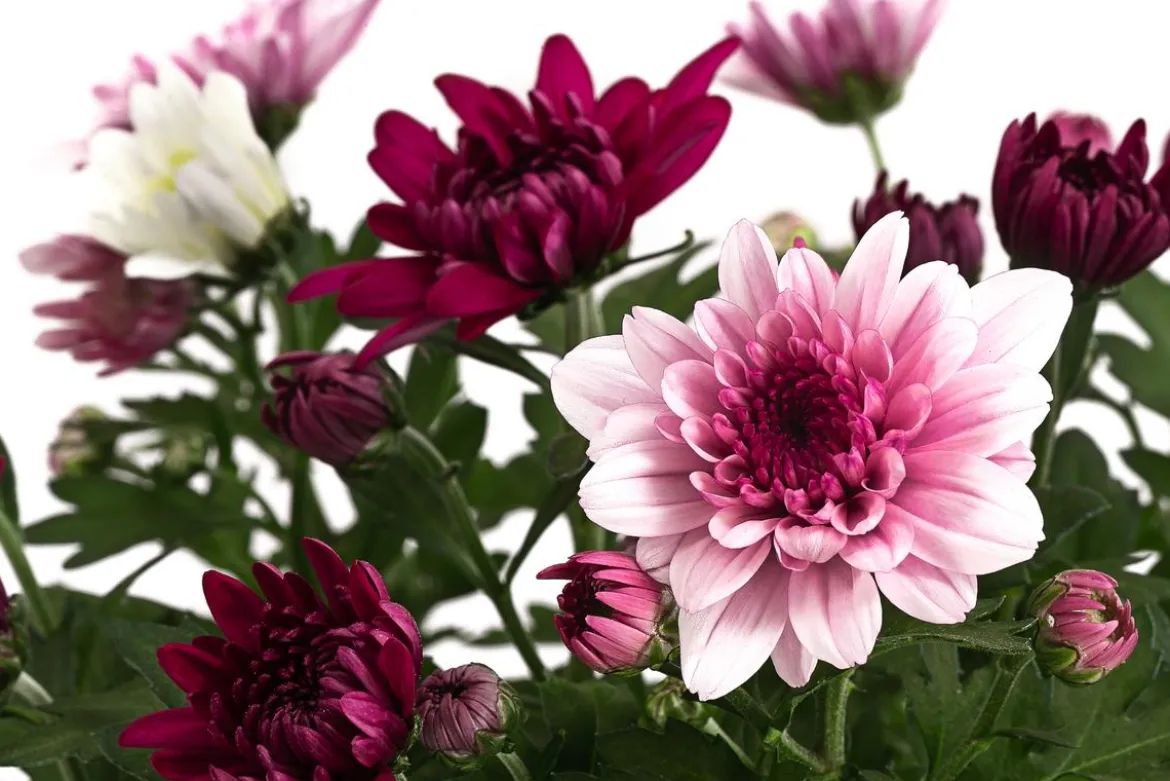 Chrysantheme 'Trio', rosa-lila-weiß