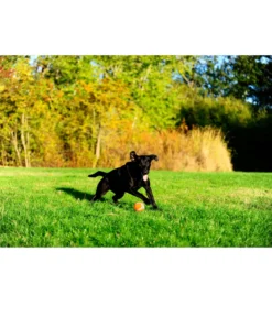 Chuckit!® Hundespielzeug Tennisball