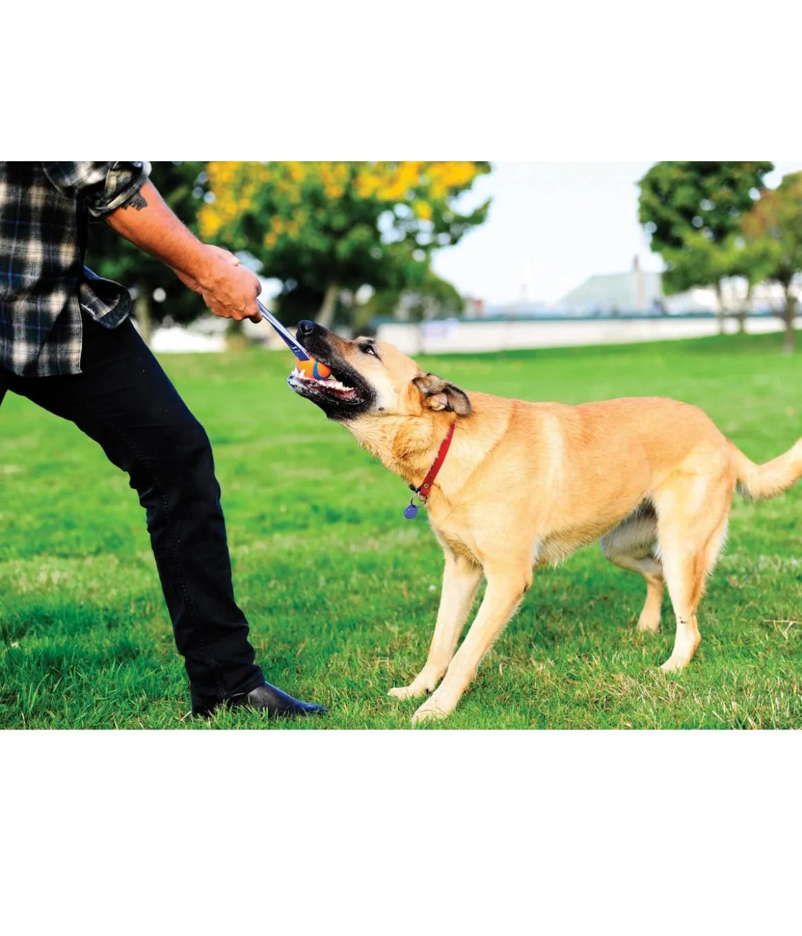Chuckit!® Hundespielzeug Ultra Tug mit Handschlaufe