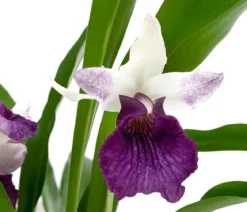 Cochleanthes-Orchidee - Cochleanthes hybride