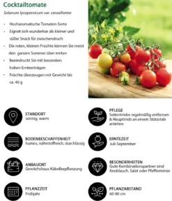 Cocktailtomate, rot