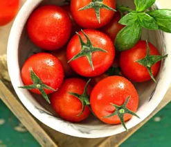 Cocktailtomate, rot