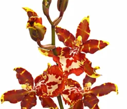 Colmanara-Orchidee - Colmanara 'Andrea'
