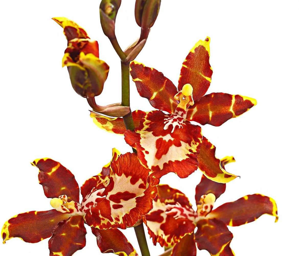 Colmanara-Orchidee - Colmanara 'Andrea'