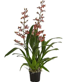 Colmanara-Orchidee - Colmanara 'Andrea'