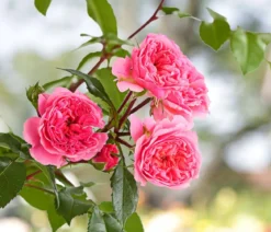 COURTYARD® Kletterrosen