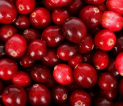 Cranberry 'Cranny'