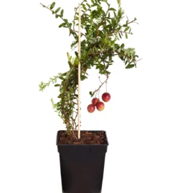 Cranberry 'Cranny'