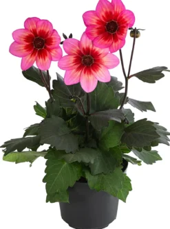 Dahlie 'Dahlegria Tricolore'