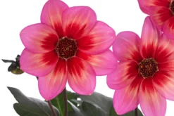 Dahlie 'Dahlegria Tricolore'