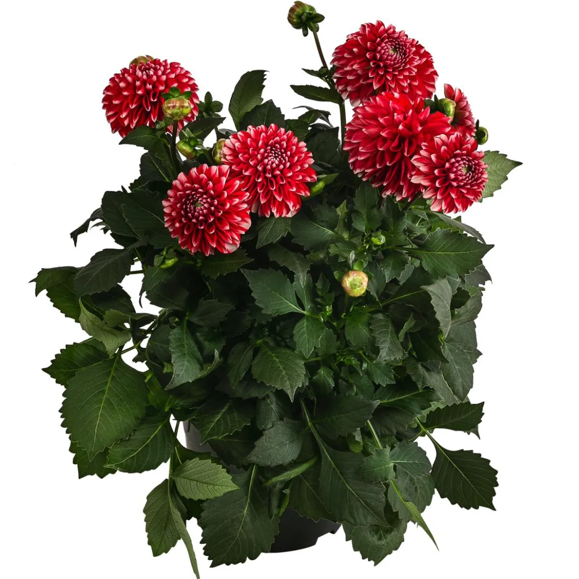 Dahlie, verschiedene Farben