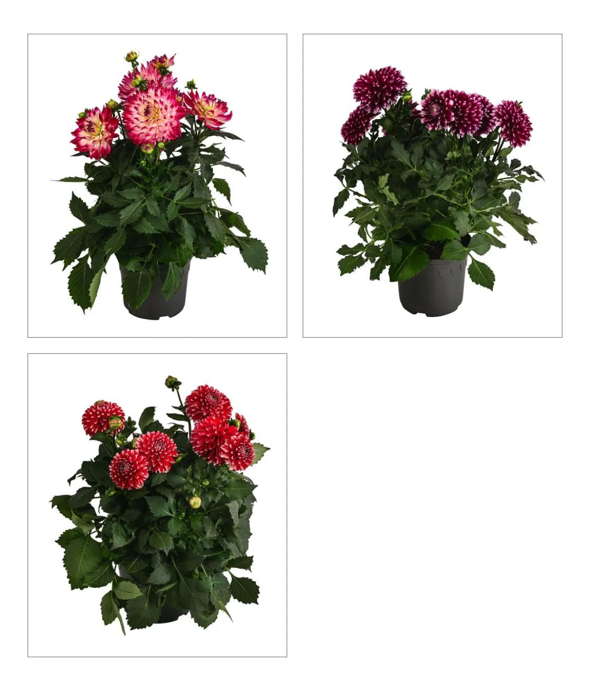 Dahlie, verschiedene Farben
