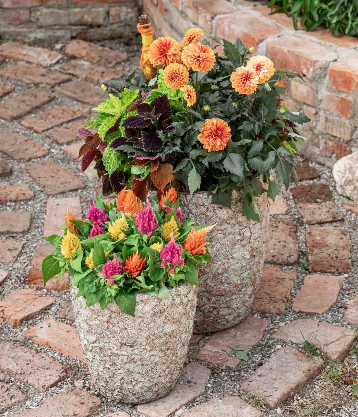 Dahlie, verschiedene Farben
