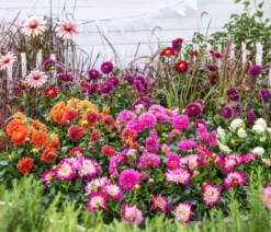 Dahlie, verschiedene Farben