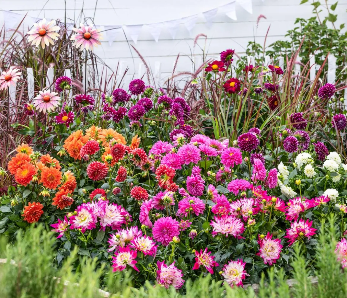 Dahlie, verschiedene Farben