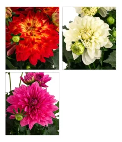 Dahlie, verschiedene Farben