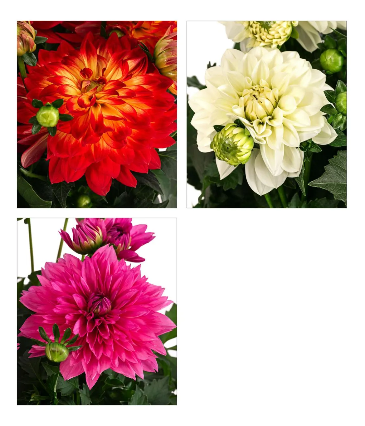 Dahlie, verschiedene Farben