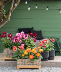 Dahlie, verschiedene Farben