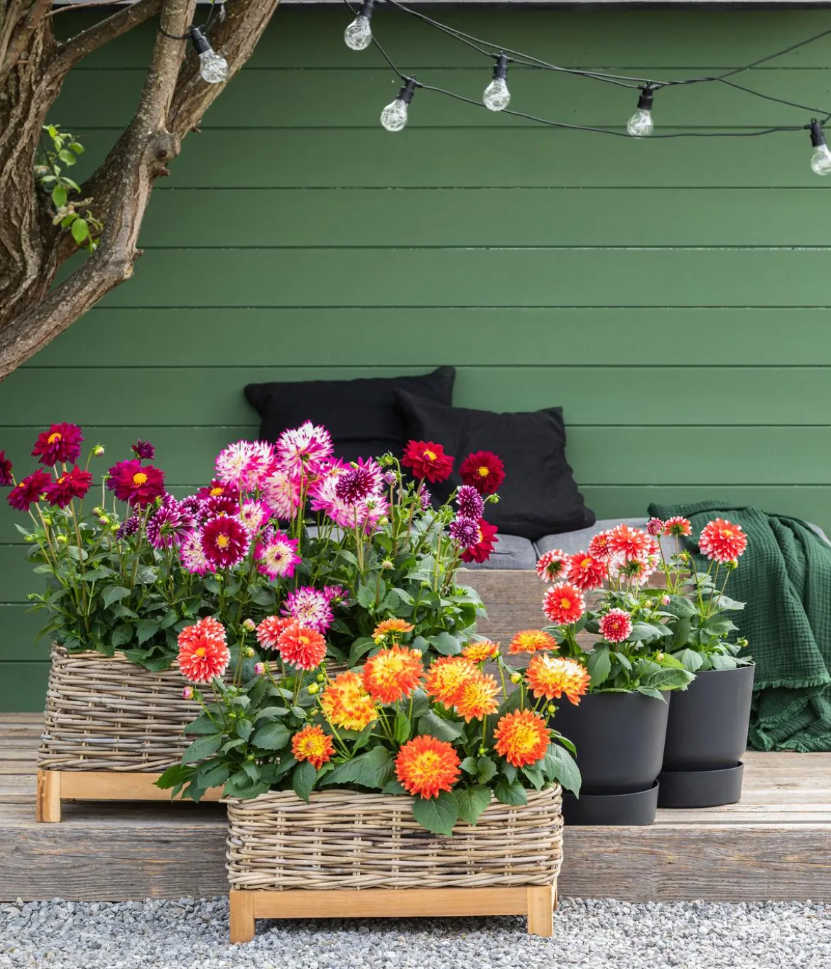 Dahlie, verschiedene Farben