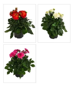 Dahlie, verschiedene Farben