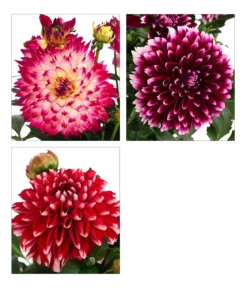 Dahlie, verschiedene Farben