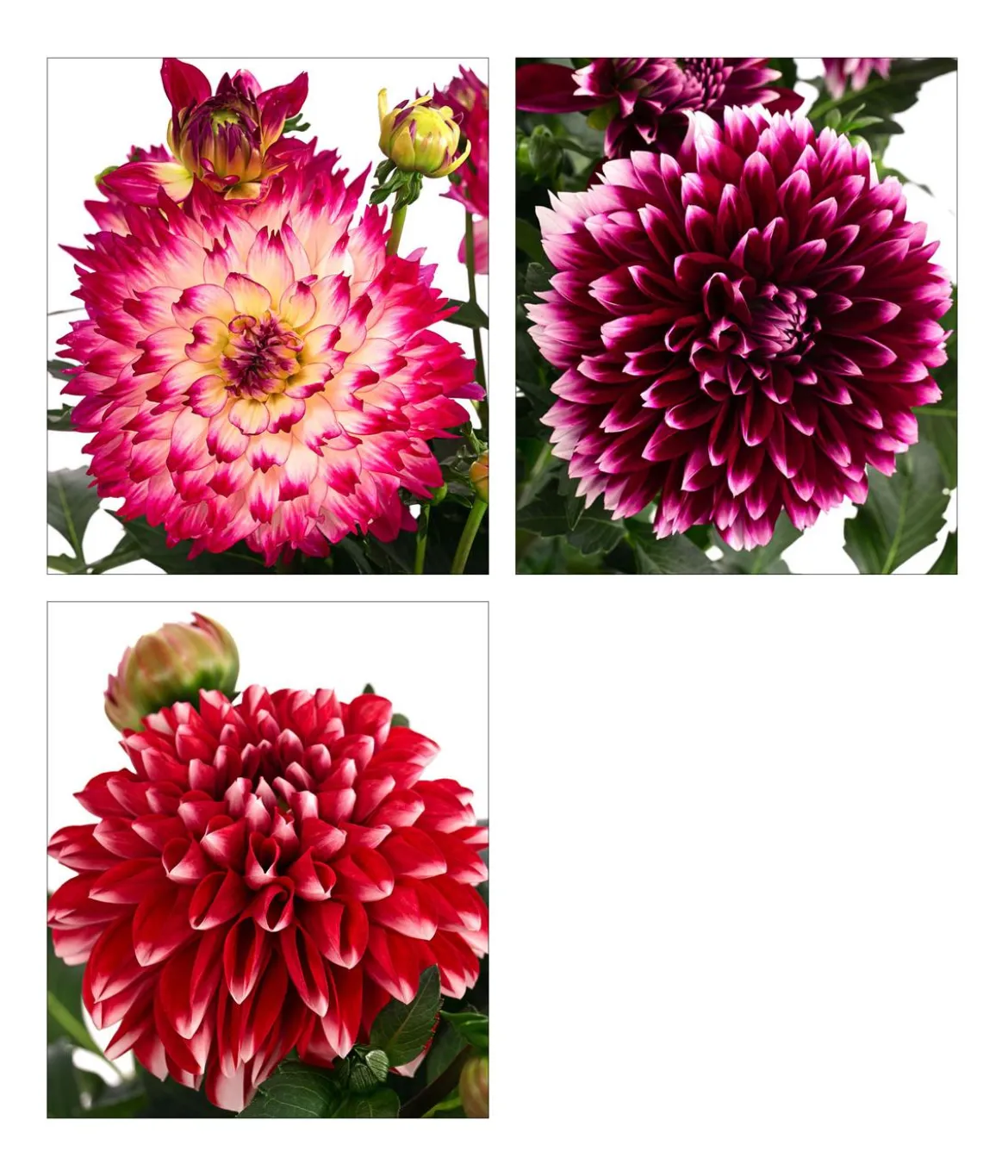 Dahlie, verschiedene Farben
