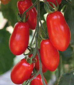 Datteltomate